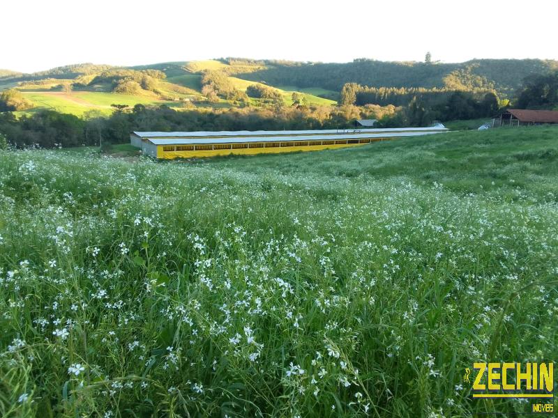 ÁREA DE TERRAS em Interior - Camargo - RS