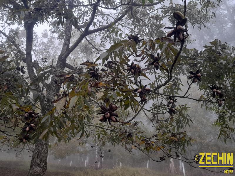 ÁREA DE TERRAS em Interior - Roca Sales - RS