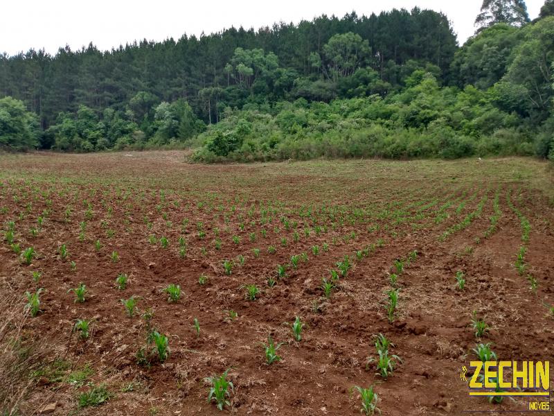 ÁREA DE TERRAS em Interior, Protásio Alves - RS