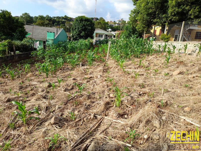 TERRENO em São Peregrino - Nova Prata - RS