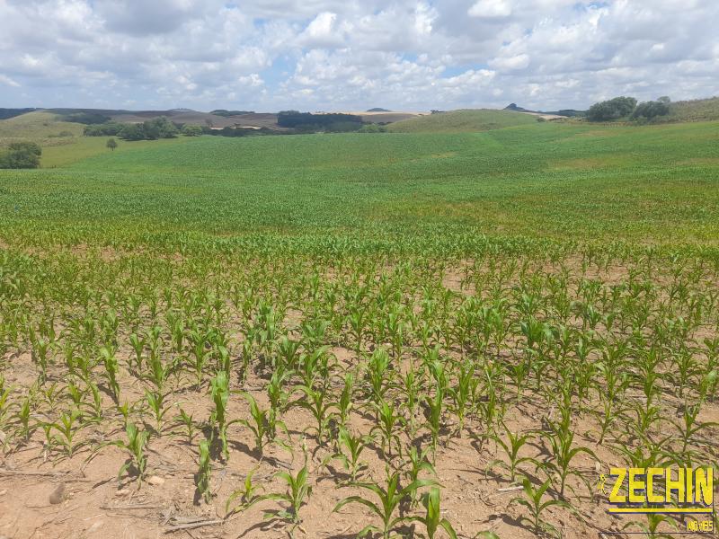 ÁREA DE TERRAS em Interior, André da Rocha - RS