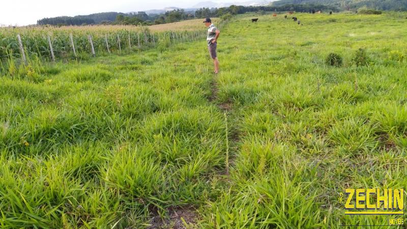 ÁREA DE TERRAS em Interior, Vista Alegre do Prata - RS